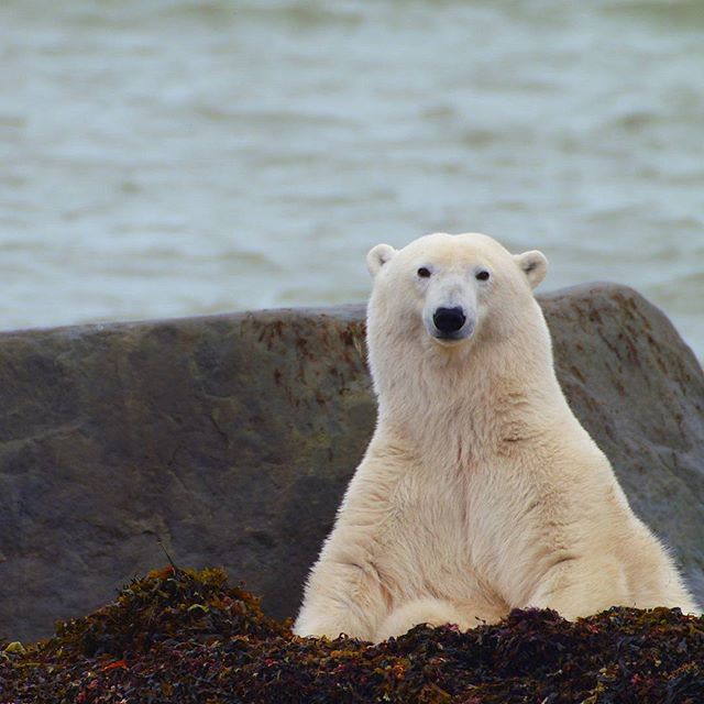 #tbt to October 2015 shooting polar bears in Churchill. #tourism #manitoba #exploremb #polarbear #hudsonbay #bucketlist #centricproductions
